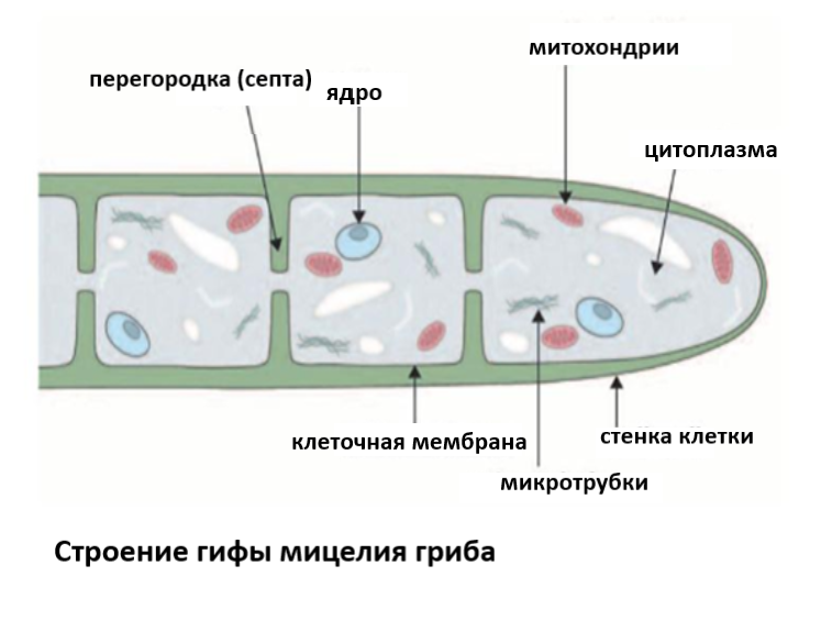 Строение гифы