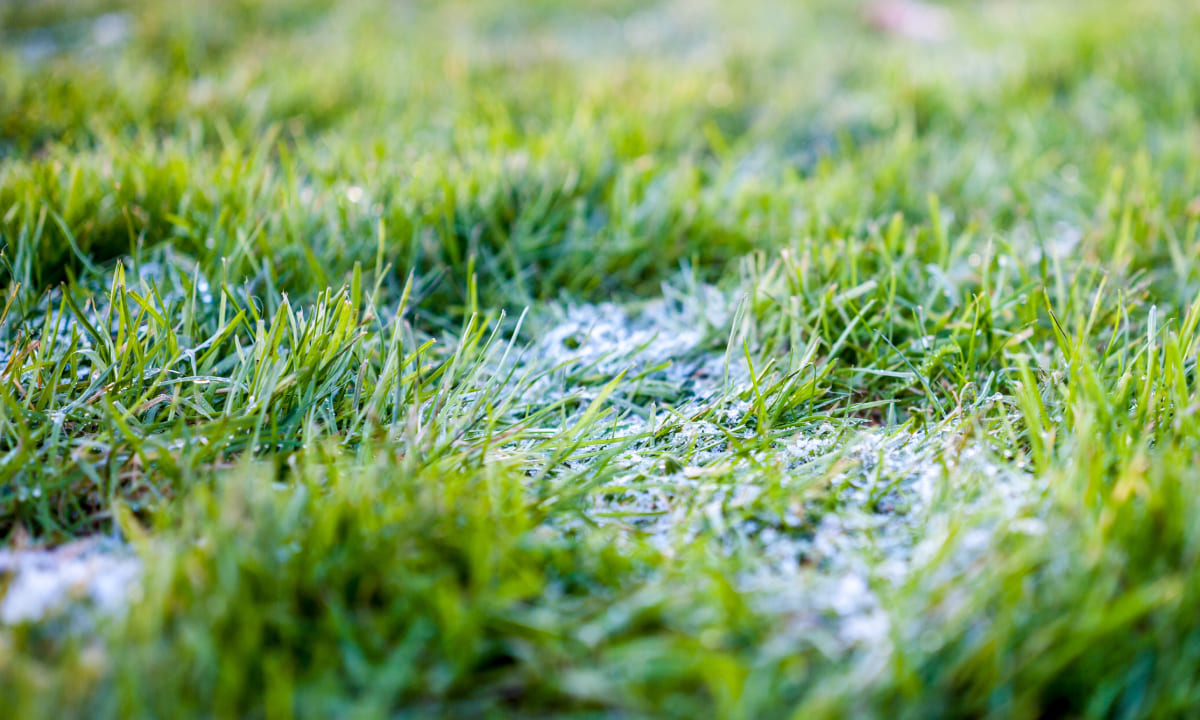 трава газон